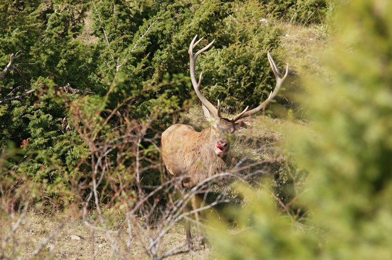 Un''arena molto contesa